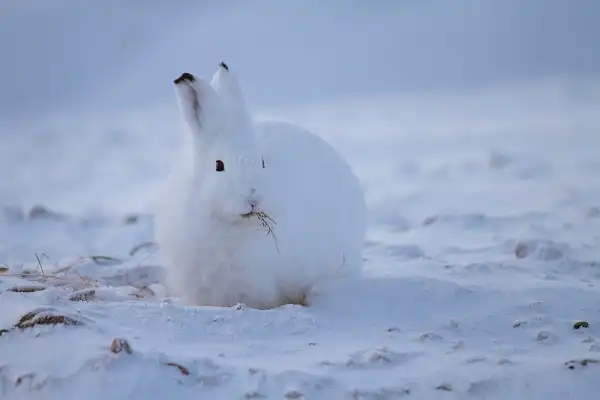 Arctic Hare Facts