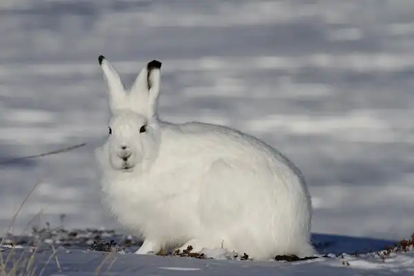 Arctic Hare Image