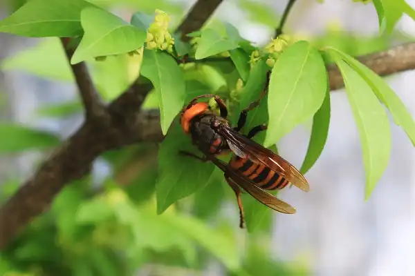 Asian Giant Hornet Picture