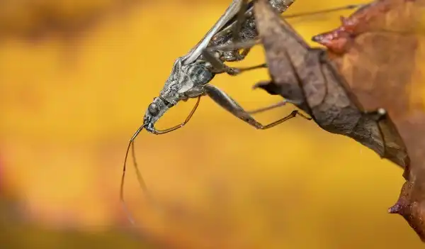 Assassin Bug Facts