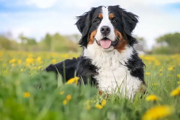 Bernese Mountain Dog Facts