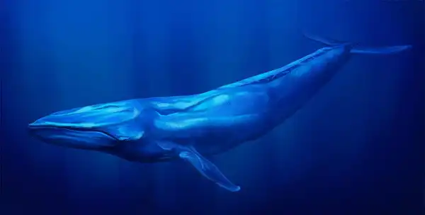 Blue Whale Picture
