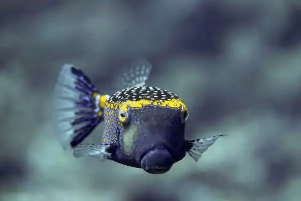 Boxfish Facts