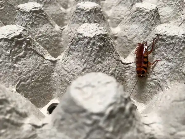 Brown Banded Cockroach Image