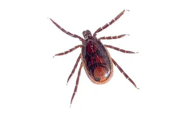 Brown Dog Tick Facts