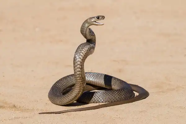 Brown Snake Image