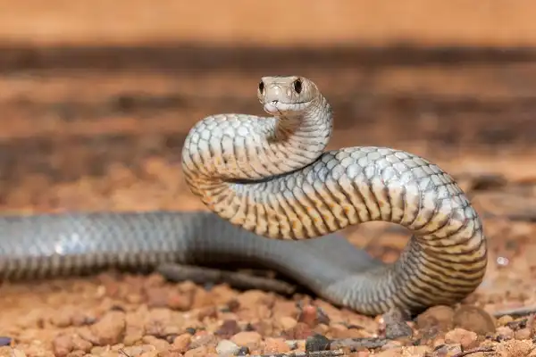Brown Snake Picture