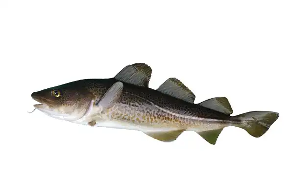Codfish Facts