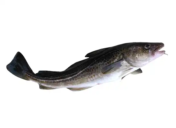 Codfish Image