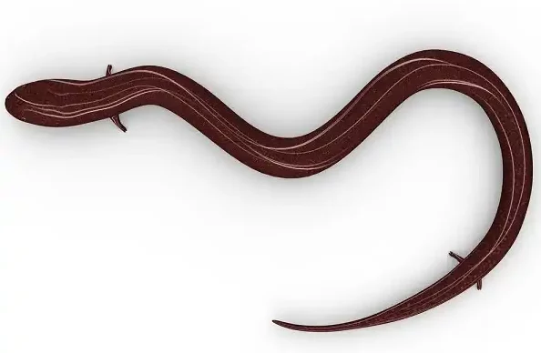 Congo Snake Facts