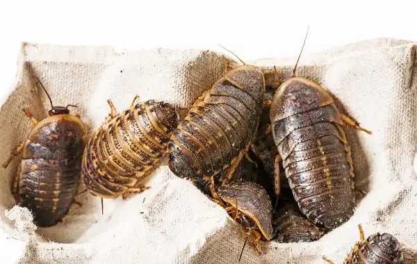 Dubia Cockroach Facts