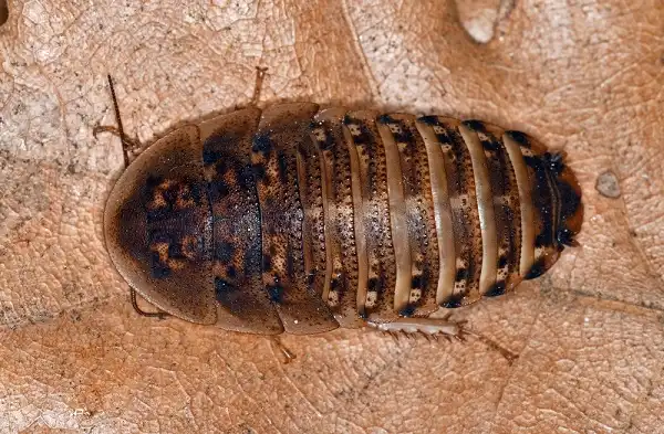 Dubia Cockroach Image