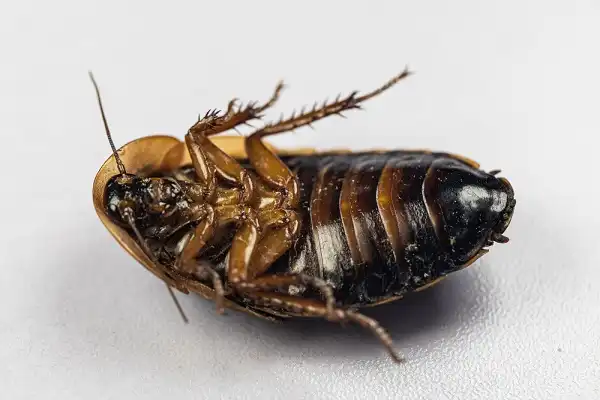 Dubia Cockroach Picture