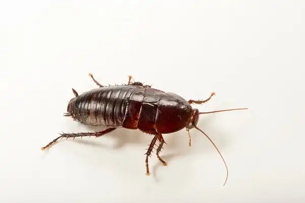 Florida Woods Cockroach Image
