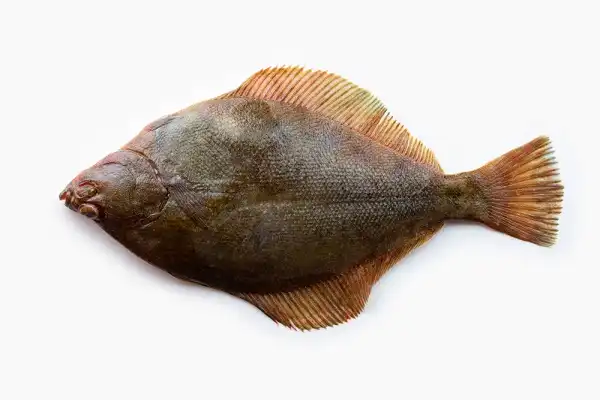 Fluke Fish Picture