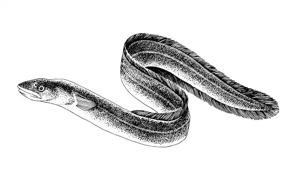 Freshwater Eel Facts