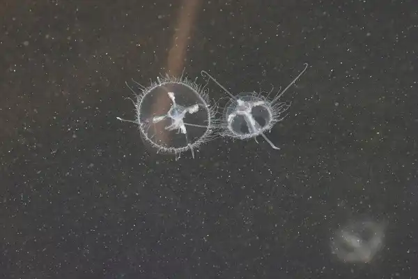 Freshwater Jellyfish Image