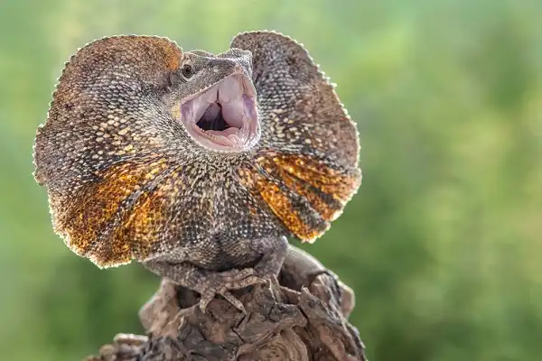 Frilled Lizard Image
