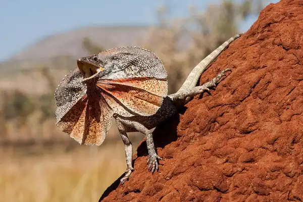 Frilled Lizard Picture