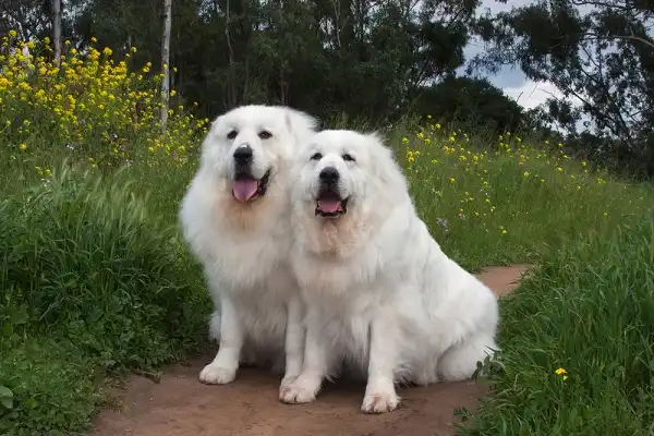 Great Pyrenees Facts