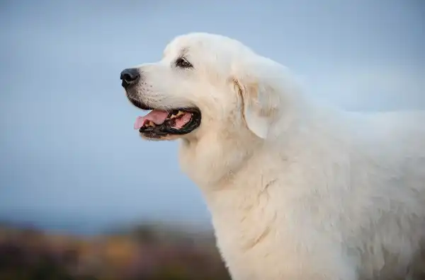 Great Pyrenees Image