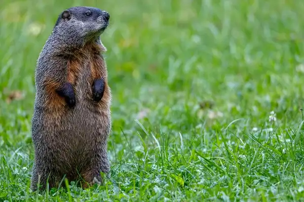 Groundhog Woodchuck Facts