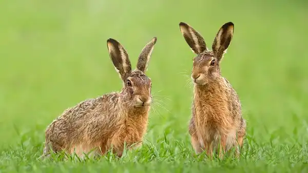 Hare Facts