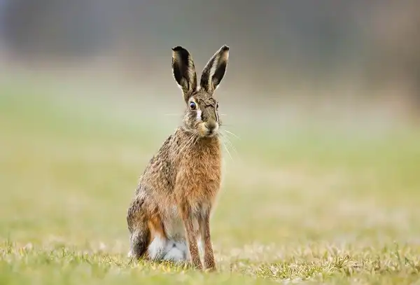 Hare Picture