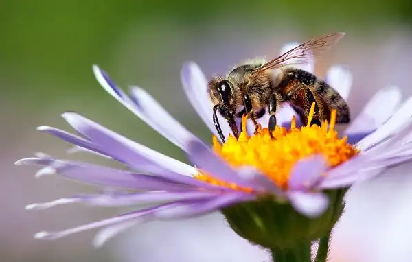 Honey Bee Facts