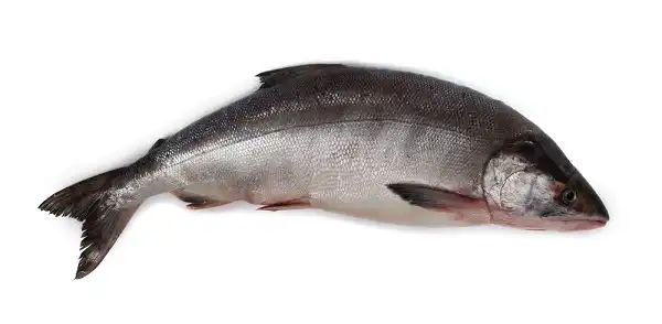 Keta Salmon Facts