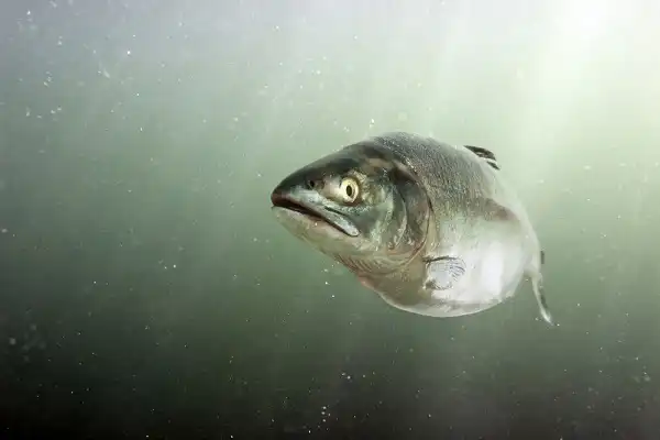 Keta Salmon Image