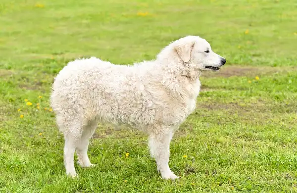 Kuvasz - Facts, Size, Diet, Pictures - All Animal Facts
