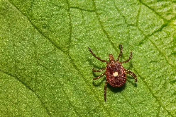 Lone Star Tick Picture