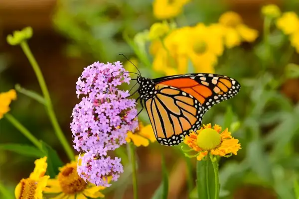 Monarch Butterfly Picture