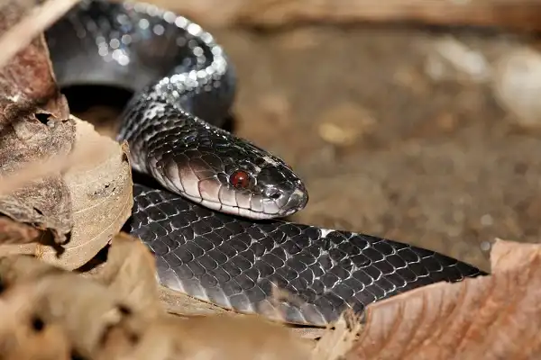 Mussurana Snake Facts