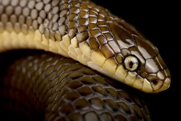 Mussurana Snake Image
