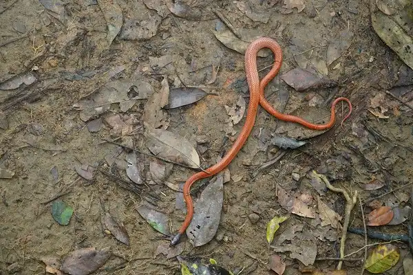 Mussurana Snake Picture