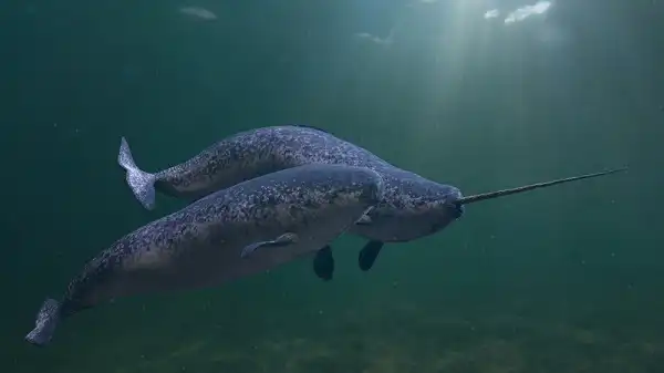 Narwhal Image
