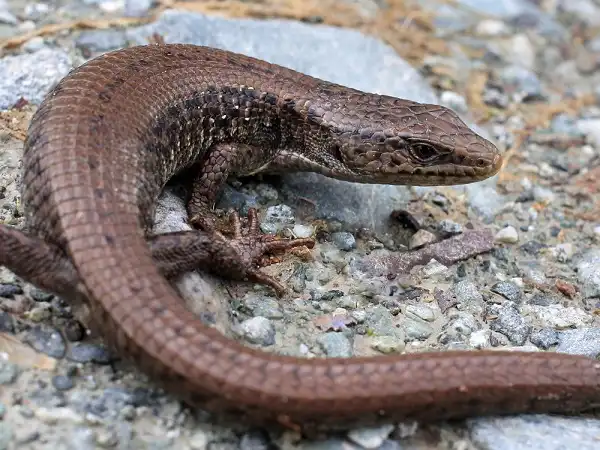 Northern Alligator Lizard Facts Size Diet Pictures All Animal Facts