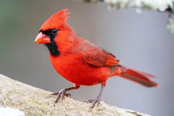 Northern Cardinal Image