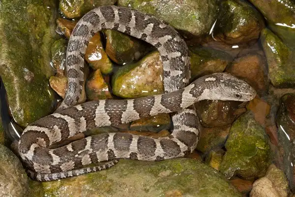 Northern Water Snake Facts
