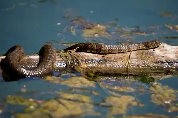 Northern Water Snake Image