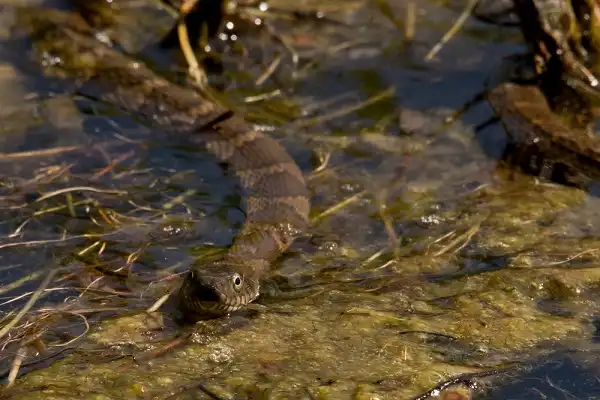 Northern Water Snake Picture