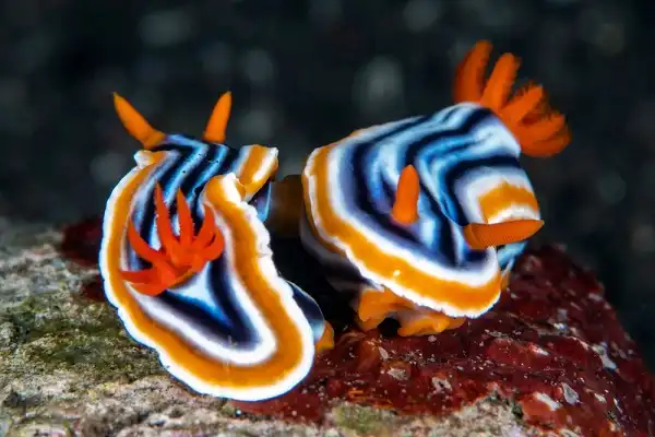 Nudibranch Facts