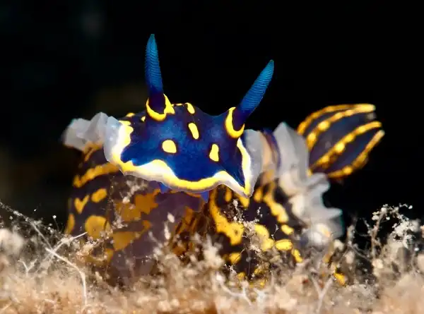 Nudibranch Picture