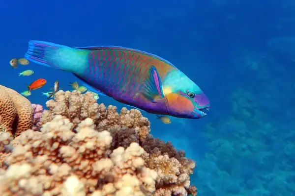 Parrotfish Facts
