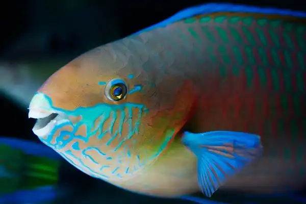 Parrotfish Image