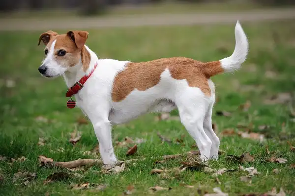 Parson Russell Terrier Facts