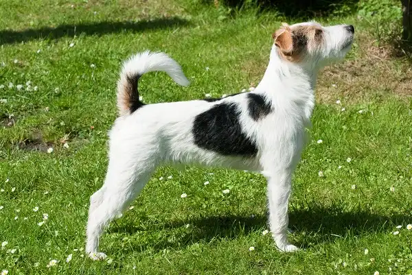 Parson Russell Terrier Image