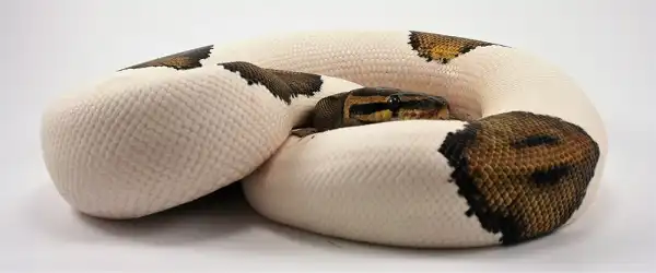 Pied Ball Python Facts